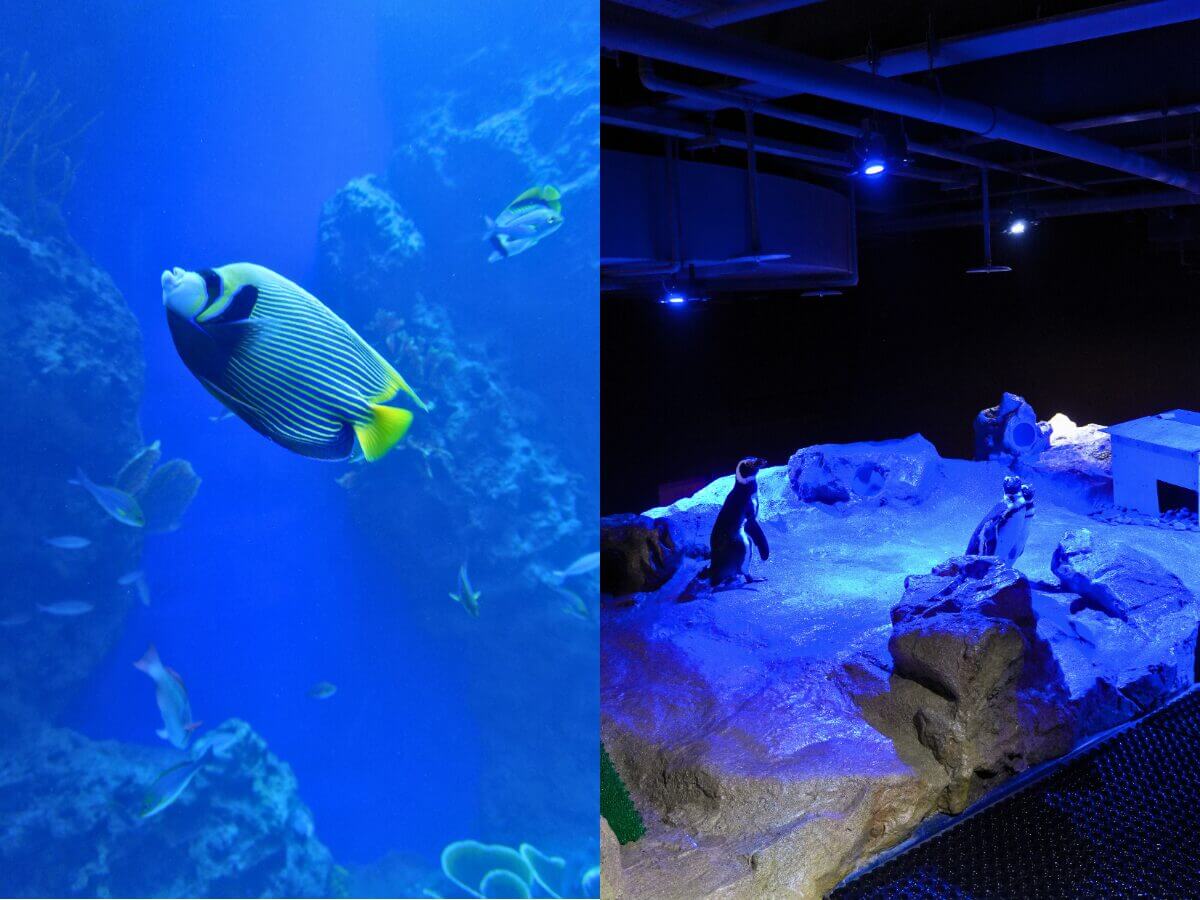 台中一日遊|海線必去新景點!台中海洋館五層展區必看亮點一次看~