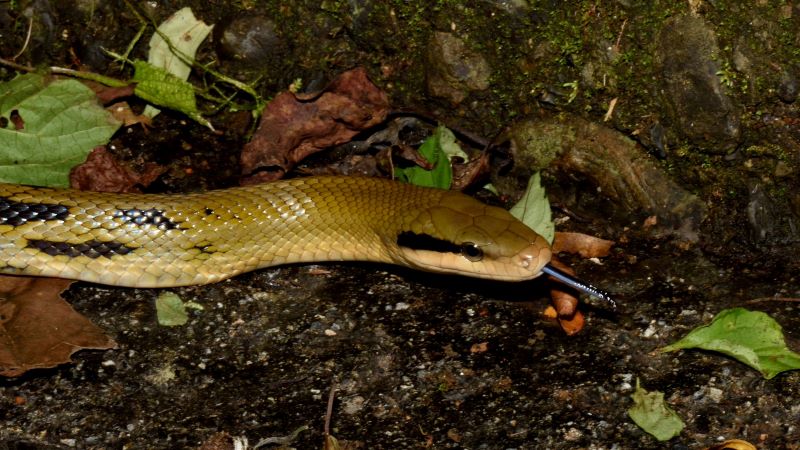 《圖說》有最美家蛇之稱的保育類黑眉錦蛇。〈動保處提供〉