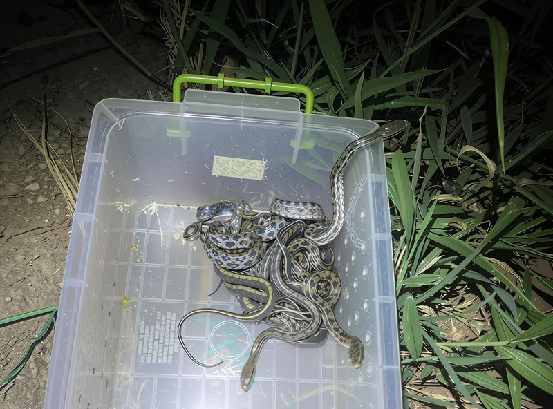 《圖說》脫完胎皮後擇地野放。〈動保處提供〉