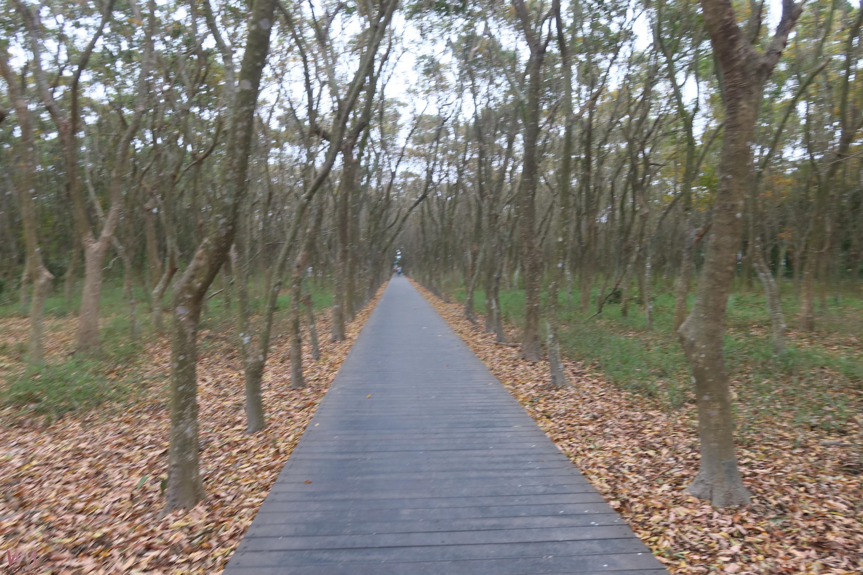 （有影片）／溪州森林步道變身「夢幻打卡點」　民眾：好像到溪頭度假 - https://www.watchmedia01.com