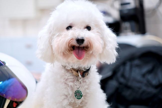 《圖說》115年狂犬病頸牌為綠色,每年皆須補強疫苗。〈動保處提供〉