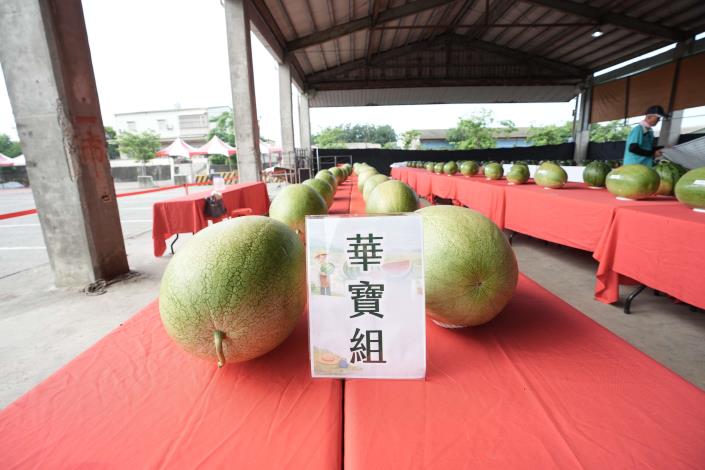今年西瓜品質普遍亮眼，糖度表現優異，果型端正，展現出雲林縣作為全台重要西瓜產區的栽培實力。