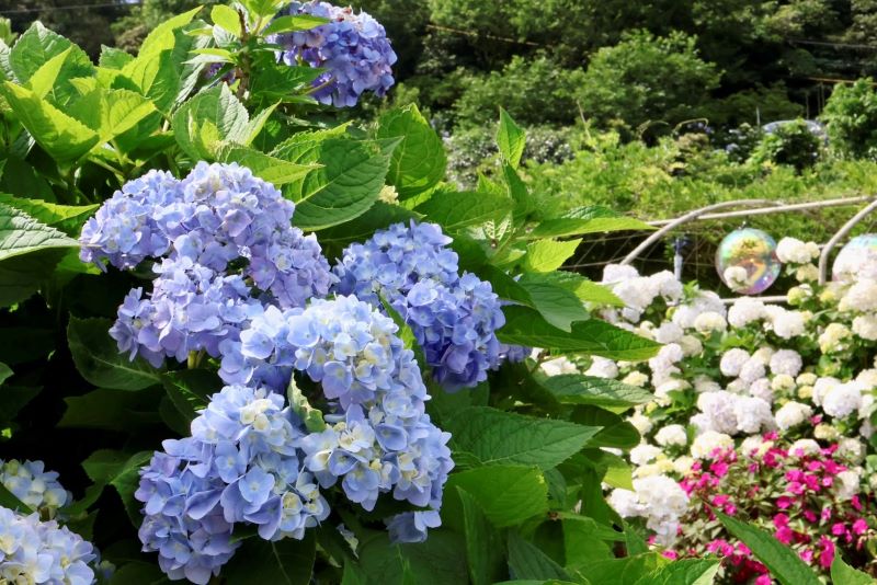 《圖說》萬里高家繡球花海繽紛盛開，團簇花球開滿山谷，是夏季限定的絕美景色。〈觀旅局提供〉